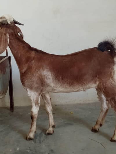 bakra