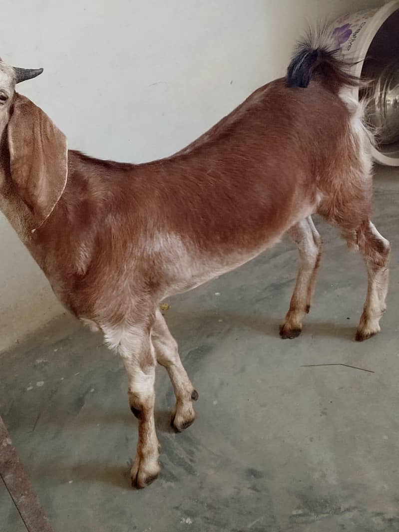 bakra 1
