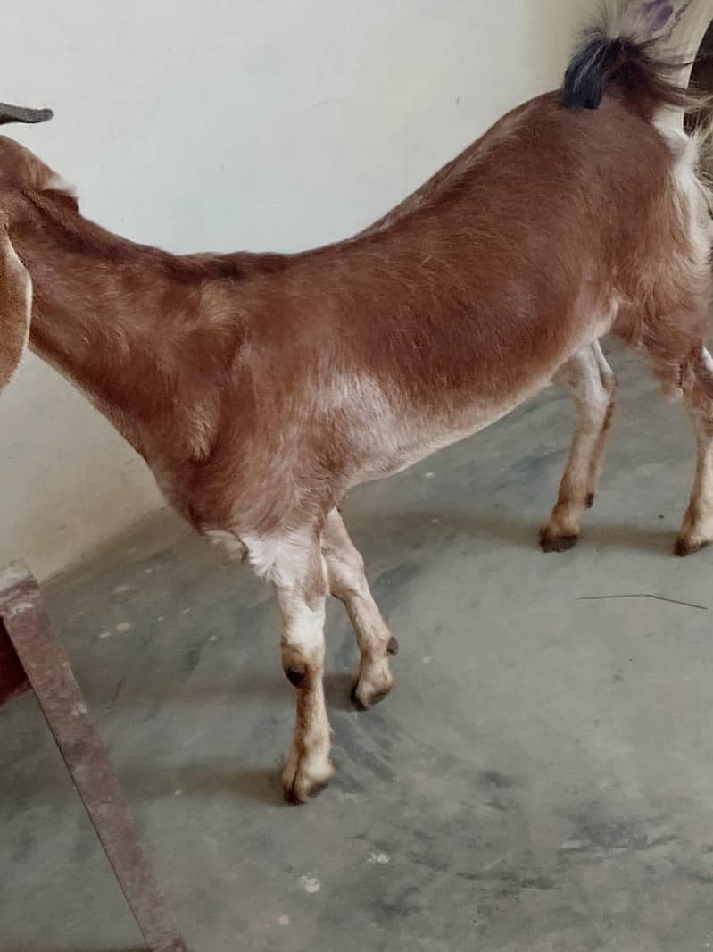 bakra 2