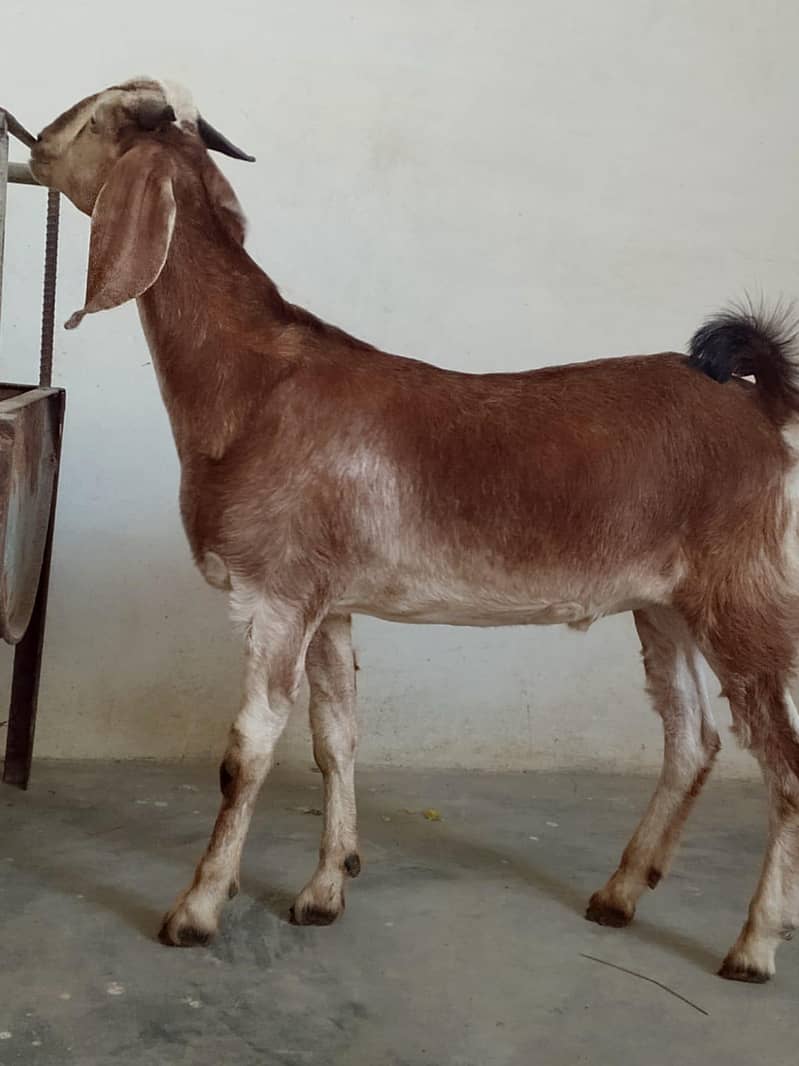 bakra 3