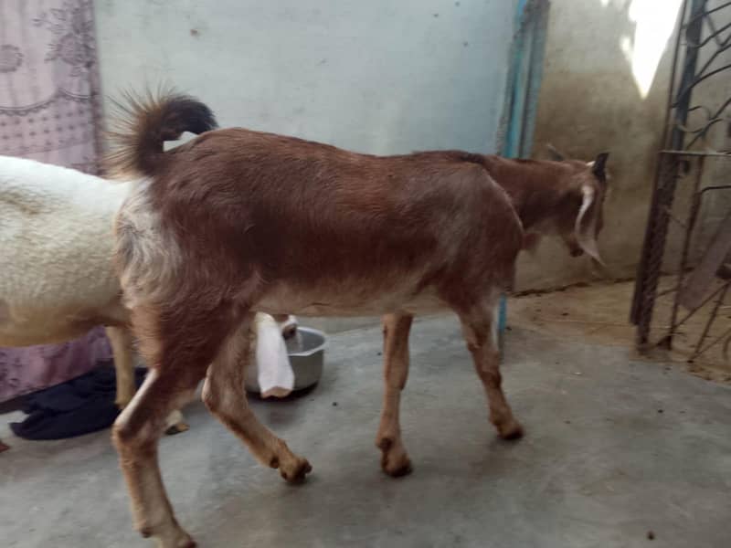 bakra 4
