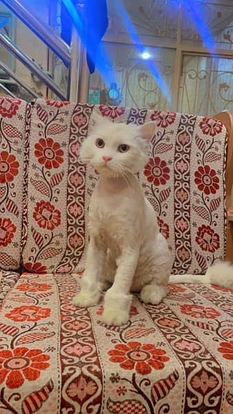White Persian Female Cat for Adoption – Vaccinated | 8 Months Old