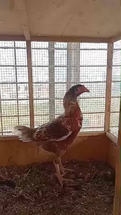 Huge Size Aseel Female Available