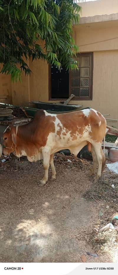 cows for sell
