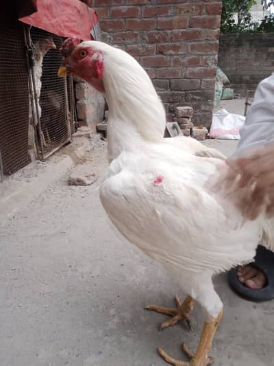 pura white he