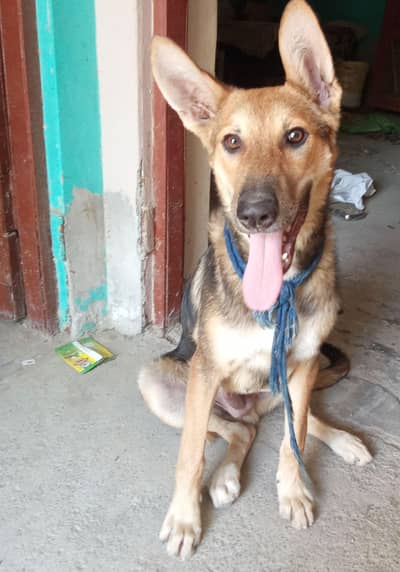Alsatian German shepherd