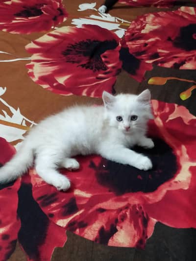 PERSIAN KITTEN
