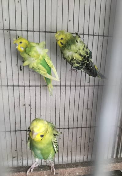 Double Flower Hogoromo Males for sell