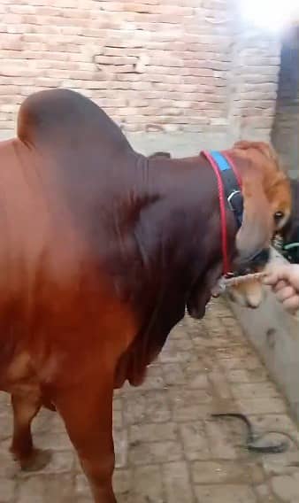 Sahiwal Bull /desi Bachri /donda wacha| Qurbani 2026 /qurbani cow