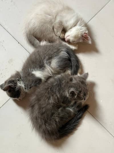 double coated Russian cat