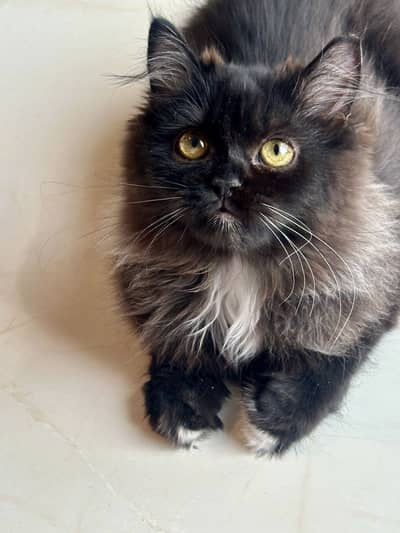 Fluffy Tuxedo Persian Kitten – Healthy & Playful.
