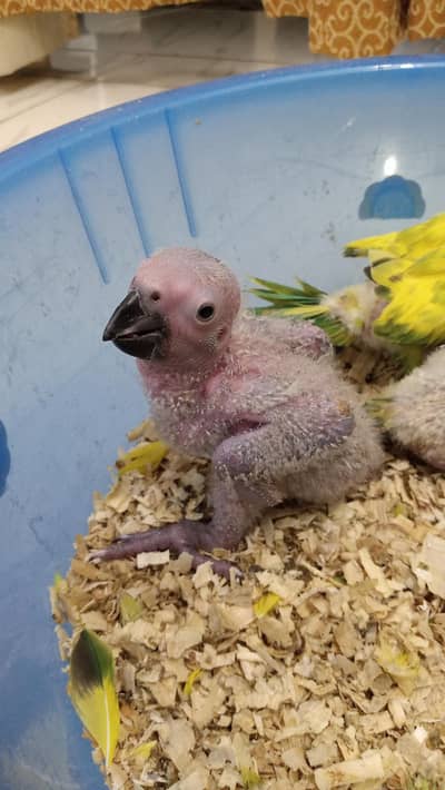 African Grey And Raw Chick's