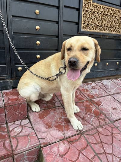 heavy structure good boy (REO)
