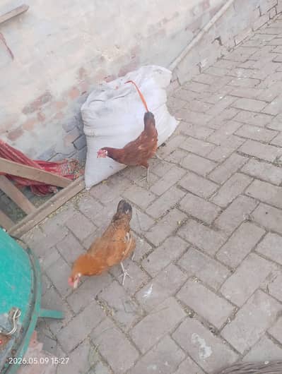 2 hen for sale