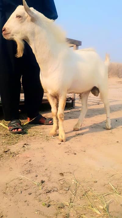 Teddy Gulabi Bakra 2 Danat – Kharay Kaan | Breeder Quality