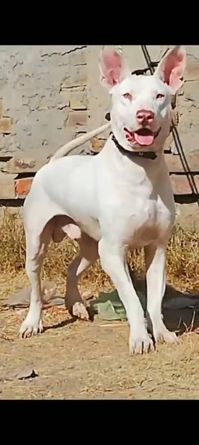 very best dog