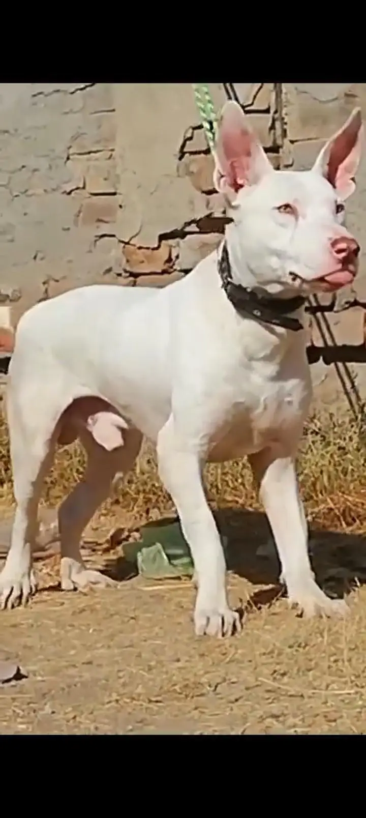 very best dog — photo 2
