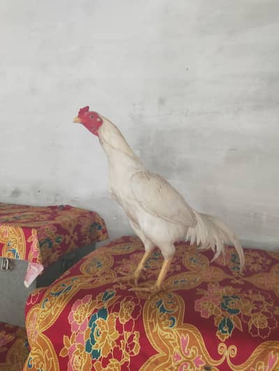 white one eye breeder patha