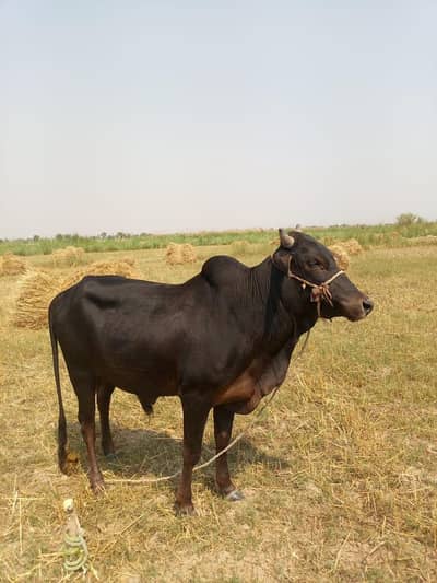 MashAllah Strong, Healthy and Beautiful Bull for Sale