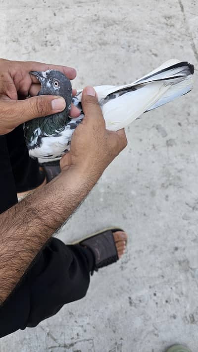 Mix Pigeons for Sale