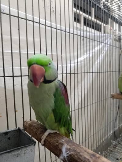 Raw breeding pair for sale