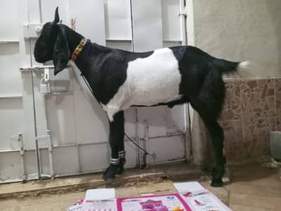 Bakra