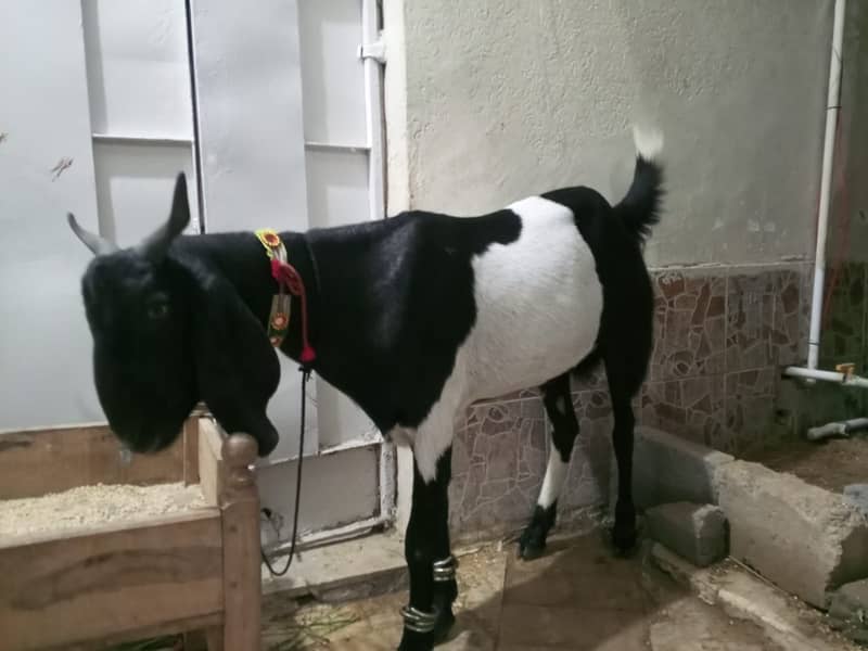 Bakra 1