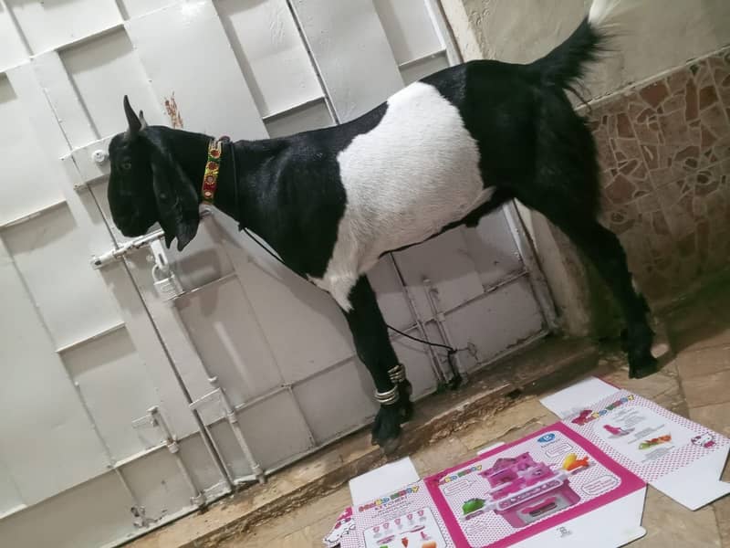 Bakra 2