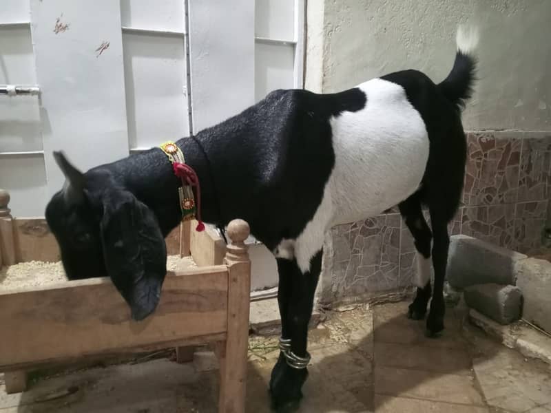 Bakra 3