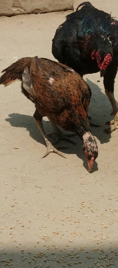 Pure Aseel mianwali