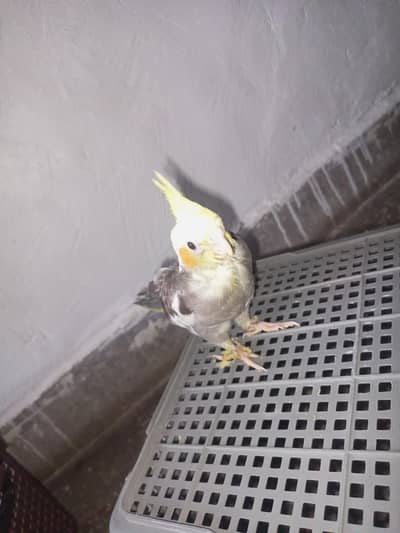 Cockatiel babies for sale