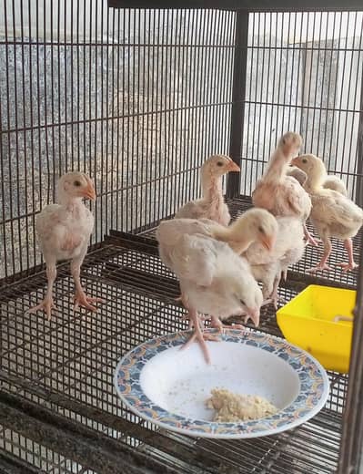 pure aseel heera chicks