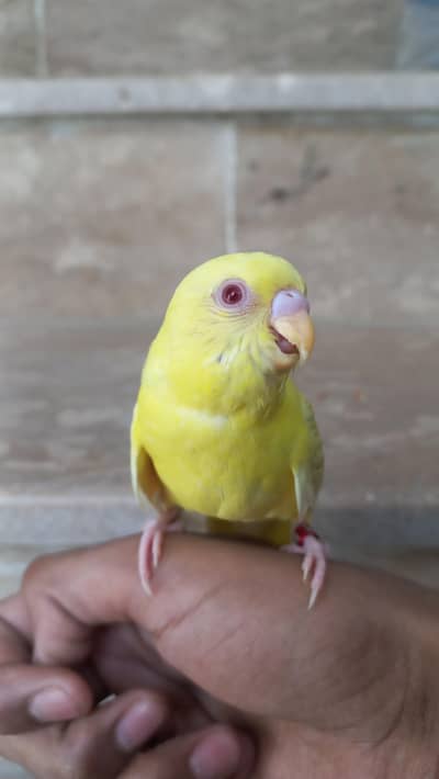 Handtame Budgies