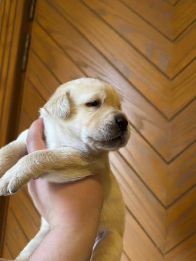 British Labrador Male Puppy