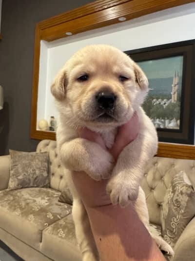 British Labrador Male Puppy