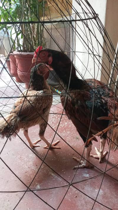 aseel amroha pair