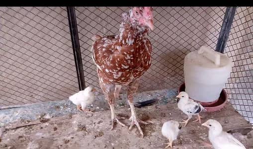 aseel murgi with 7 chicks