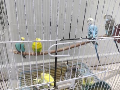 Beautiful Australian Parrots Pair With Casge