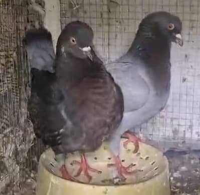 King Modena Breeder pair، German Lahori Sheerazi breeder pair for sale