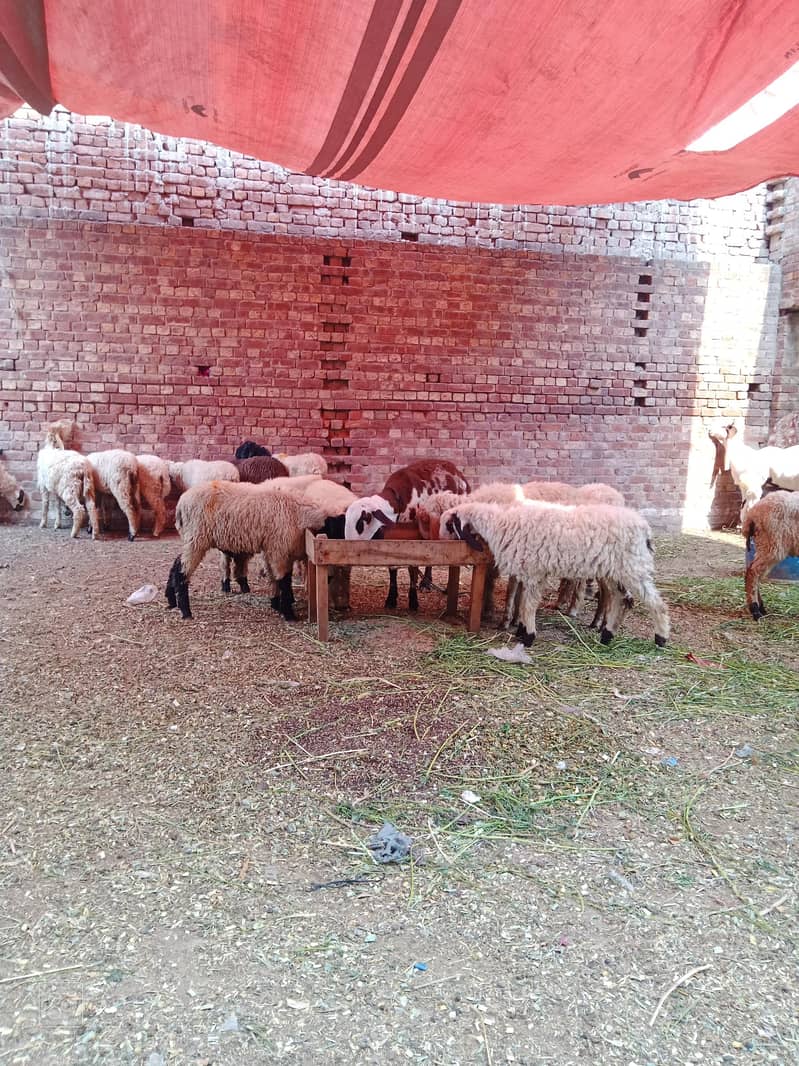 Goats  1