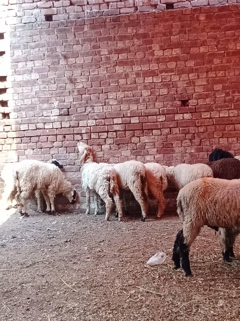 Goats  2