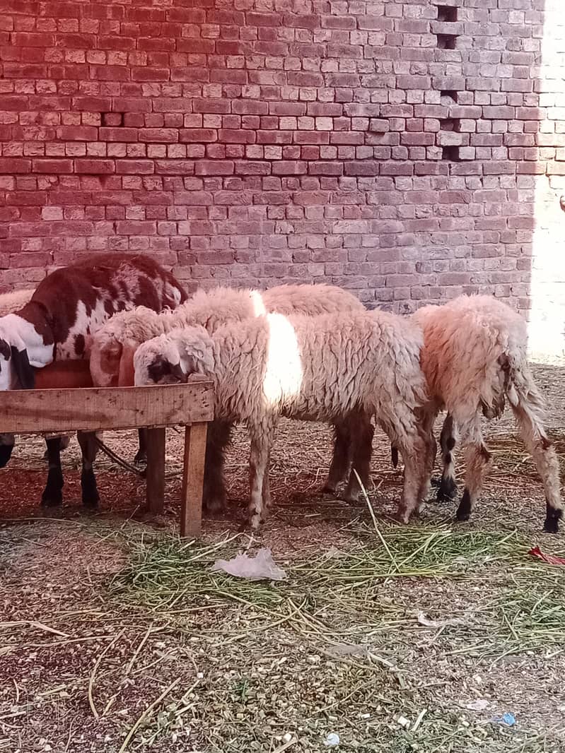 Goats  3