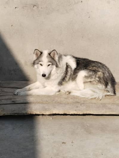 breeder female