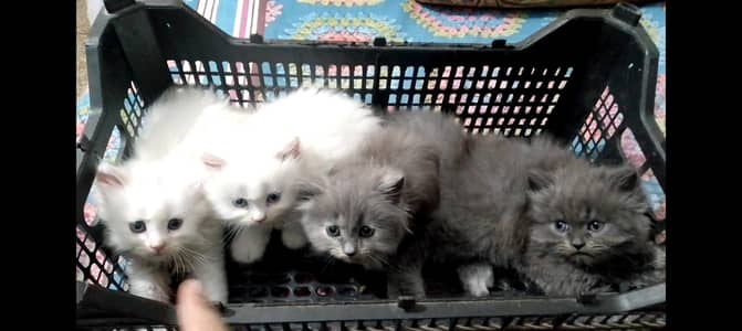 Persian Kittens triple coat