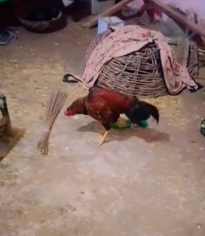 Aseel pela murgha
