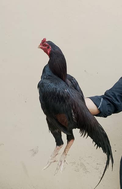 Aseel Murgha And Chicks