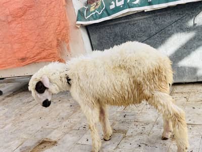 Dhumba For Sale
