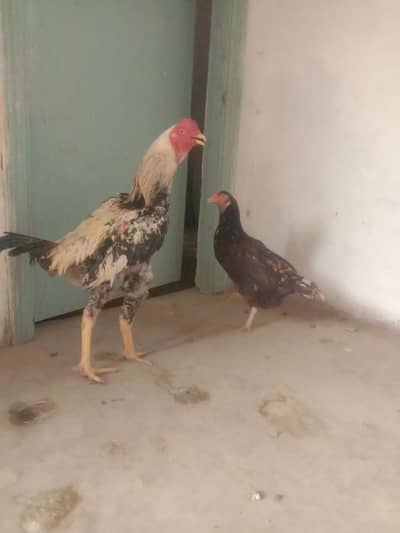 Aseel Pair nice pair hy cheena murga