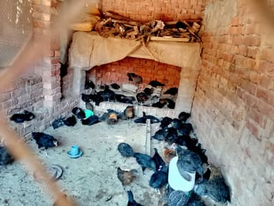 Hybrid Chicken cross breed murghi mix nasal