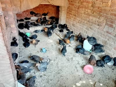 Hybrid Chicken cross breed murghi mix nasal